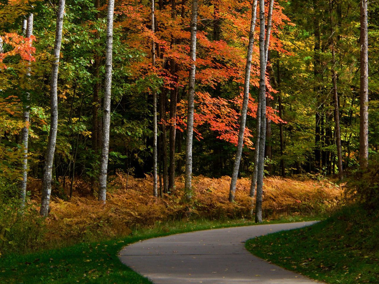 Curving paved path through an autumn forest with birch trees, orange leaves, and golden ferns along the sides